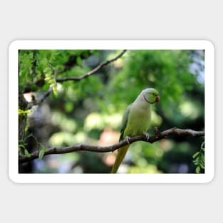 Ring-necked Parakeet (Psittacula krameri) Sticker